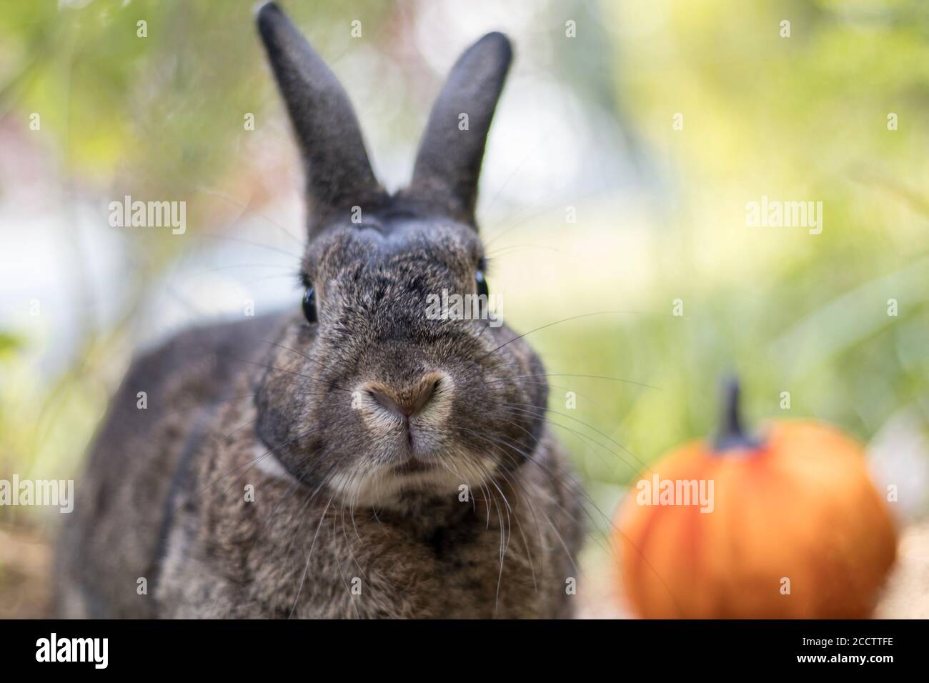 Petit lapin gris avec potiron doux lumière sélective foyer peu profond DOF Banque D'Images Petit lapin gris avec potiron doux lumière sélective foyer peu profond DOF Banque D'Images