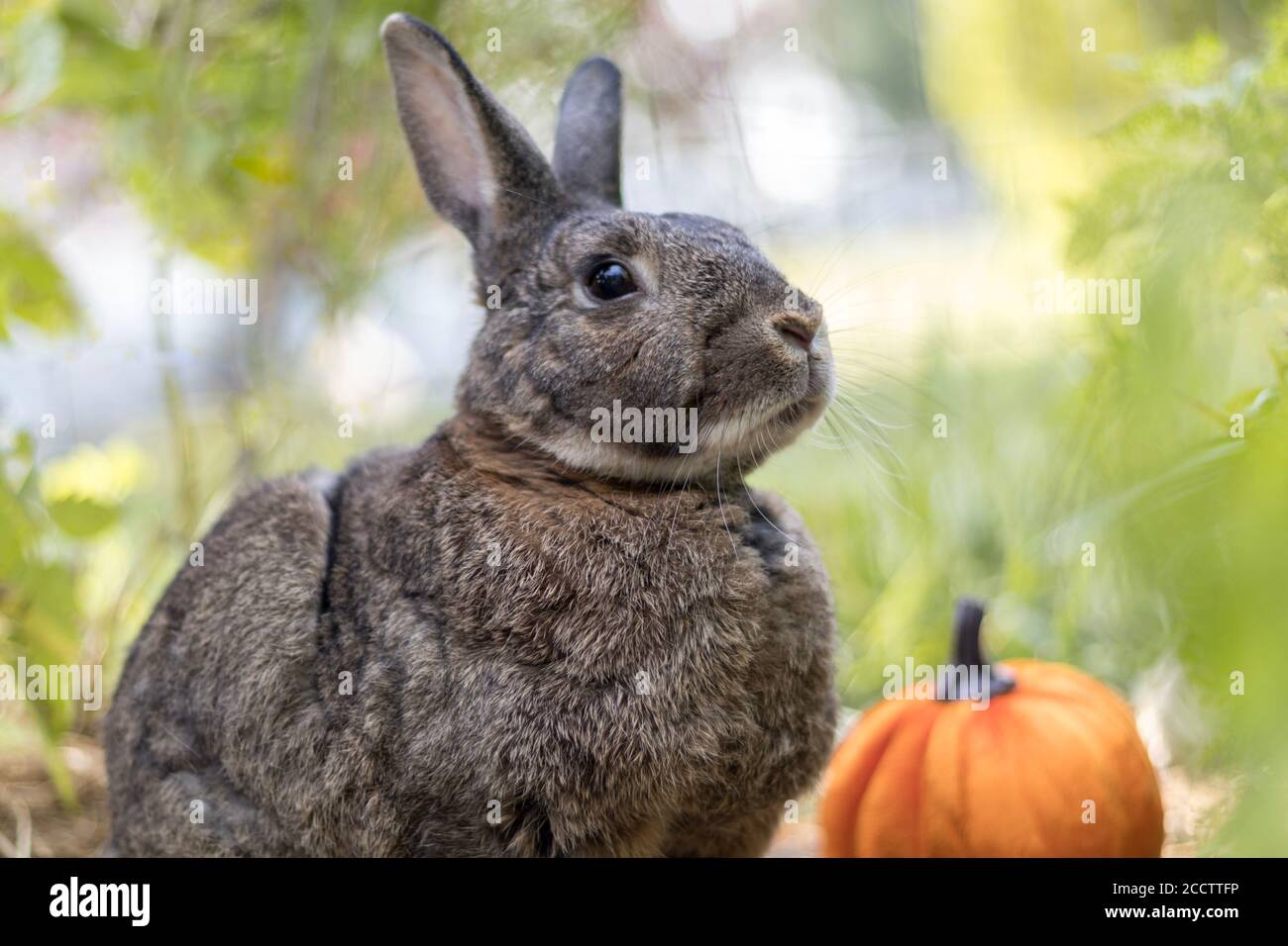 Petit lapin gris avec potiron doux lumière sélective foyer peu profond DOF Banque D'Images Petit lapin gris avec potiron doux lumière sélective foyer peu profond DOF Banque D'Images