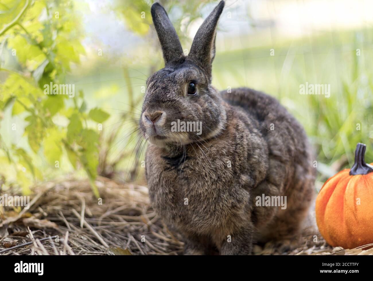 Petit lapin gris avec potiron doux lumière sélective foyer peu profond DOF Banque D'Images Petit lapin gris avec potiron doux lumière sélective foyer peu profond DOF Banque D'Images