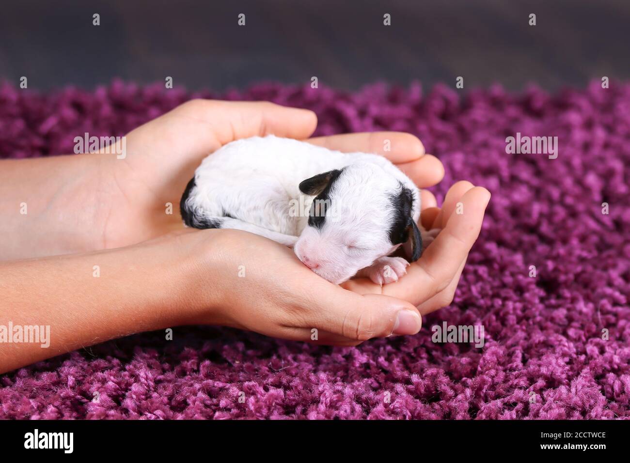 F1B Mini Bernedoodle dormir tout en étant tenu dans les mains Banque D'Images