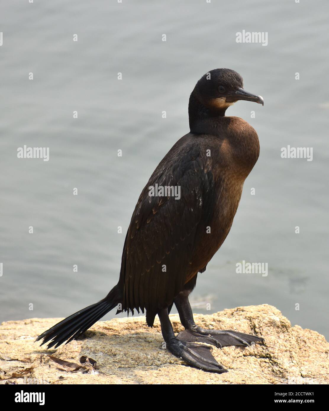 Un jeune cormoran pélagique (Phalacrocorax pelagicus) Sur un rocher à Moss Landing en Californie Banque D'Images