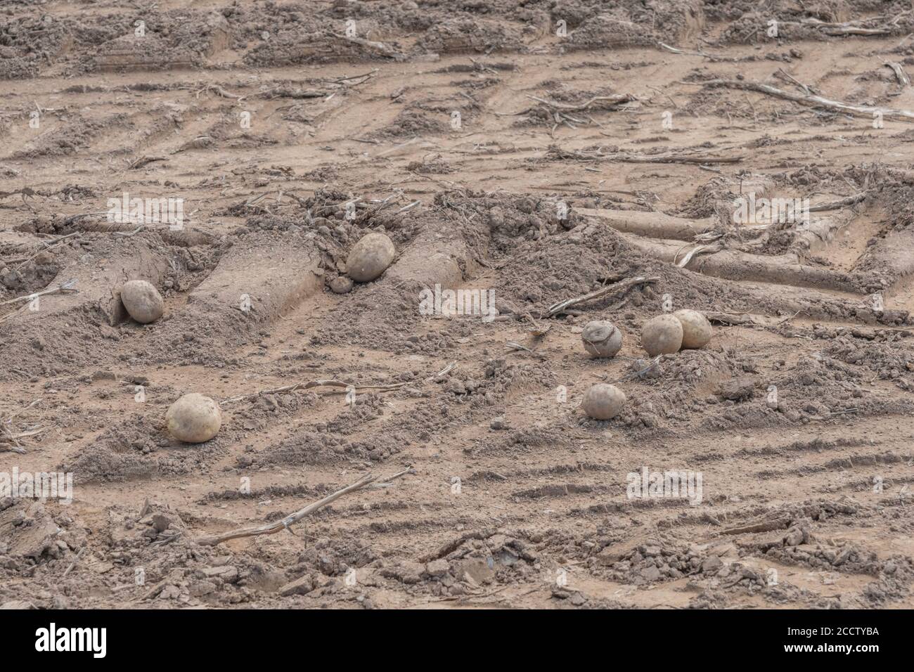 Les pommes de terre laissées par la récolteuse de pommes de terre Grimme et le sol touché par le mouvement des machines agricoles lourdes. Banque D'Images
