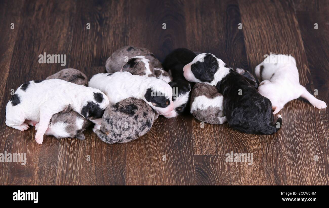 F1B trois couleurs, bleu merle, et noir et blanc Mini Bernedoodle litière dormir sur le sol Banque D'Images