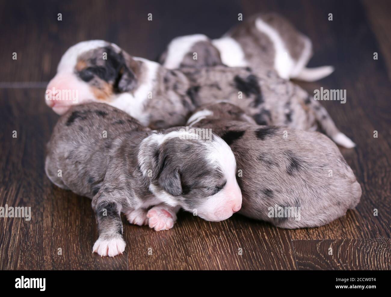 blue merle bernedoodle