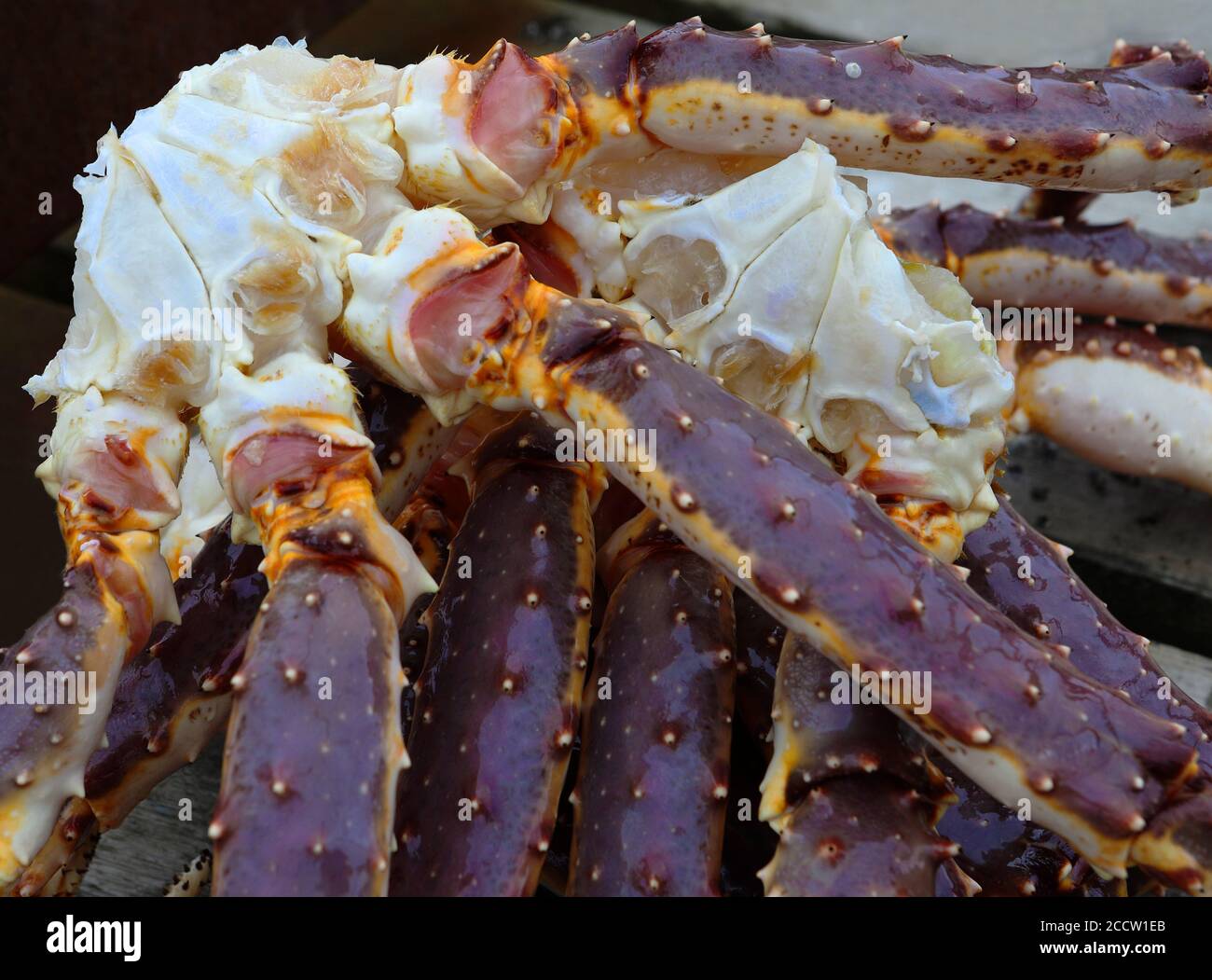 Gros plan des grosses pattes de crabe géant avant la cuisson, faible DDL. Macro colorée. Banque D'Images