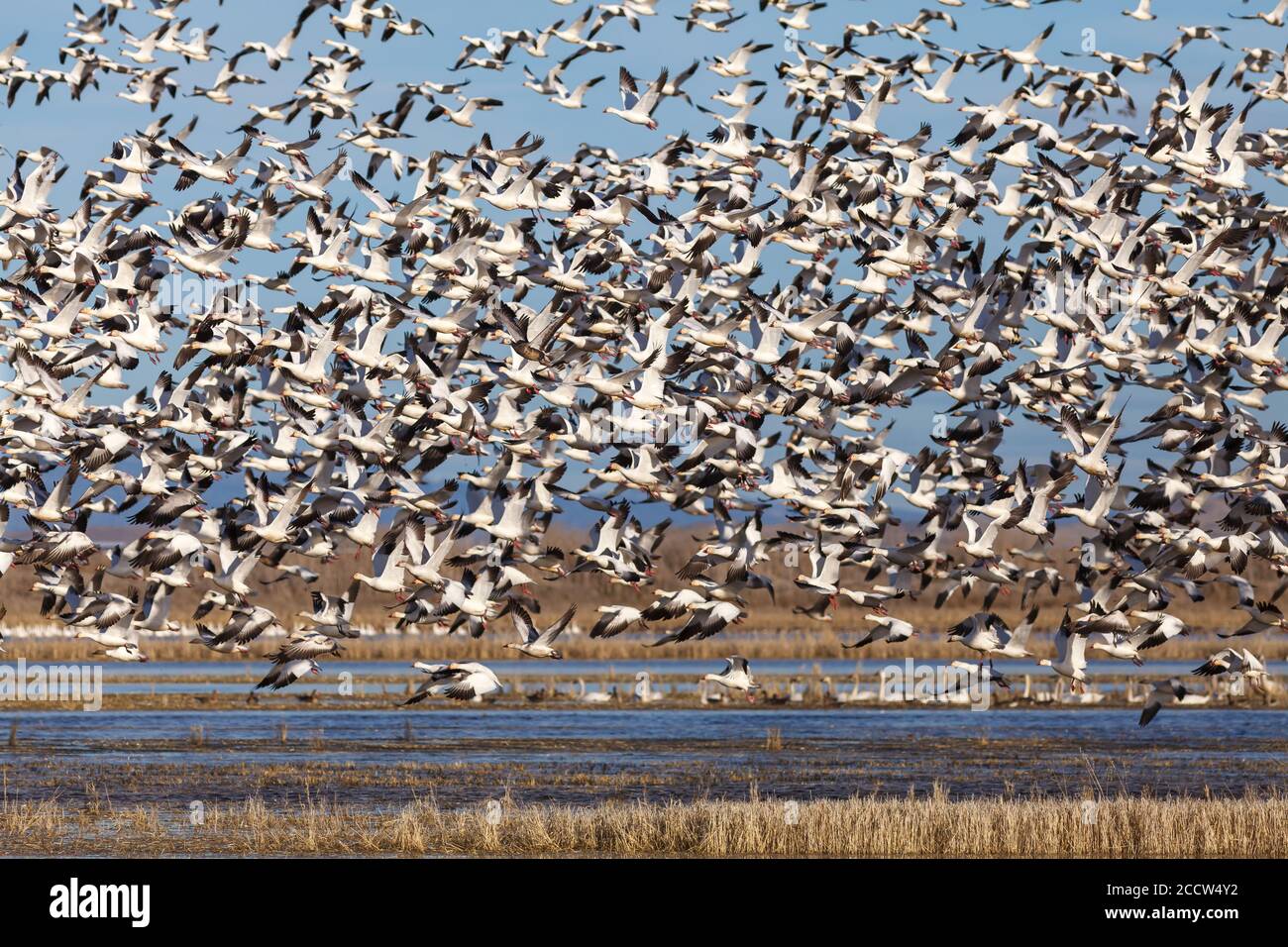 La migration des oies dans le bassin Klamath National Wildlife Refuge. Oregon, Merrill, Hiver Banque D'Images