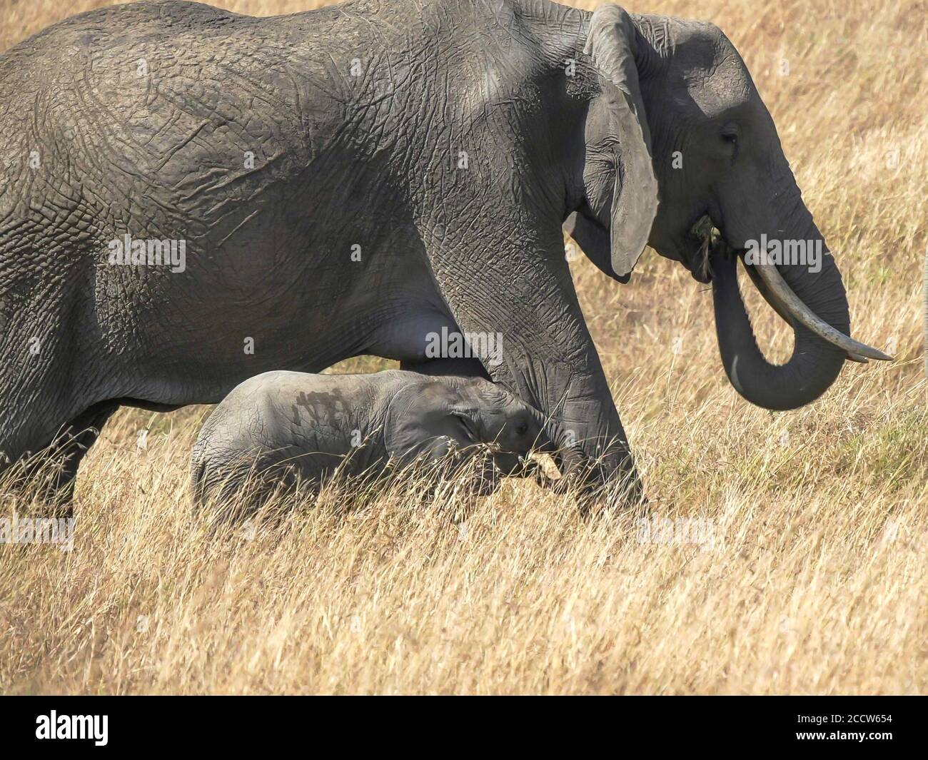 un veau d'éléphant place son tronc sur la jambe de maman à masai mara Banque D'Images