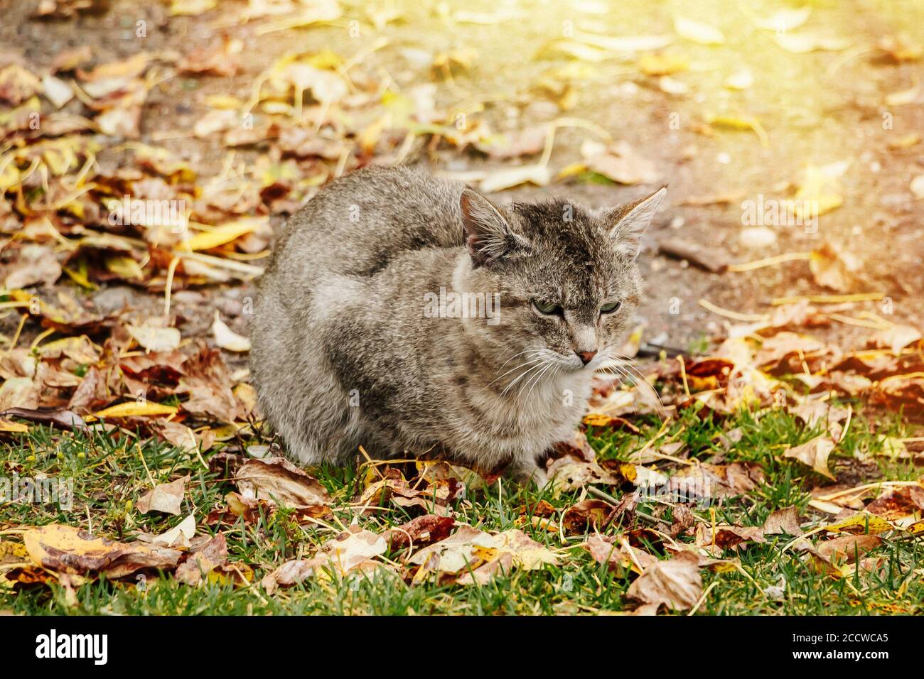 Triste chat solitaire sans abri se trouve dans le feuillage d'automne Banque D'Images