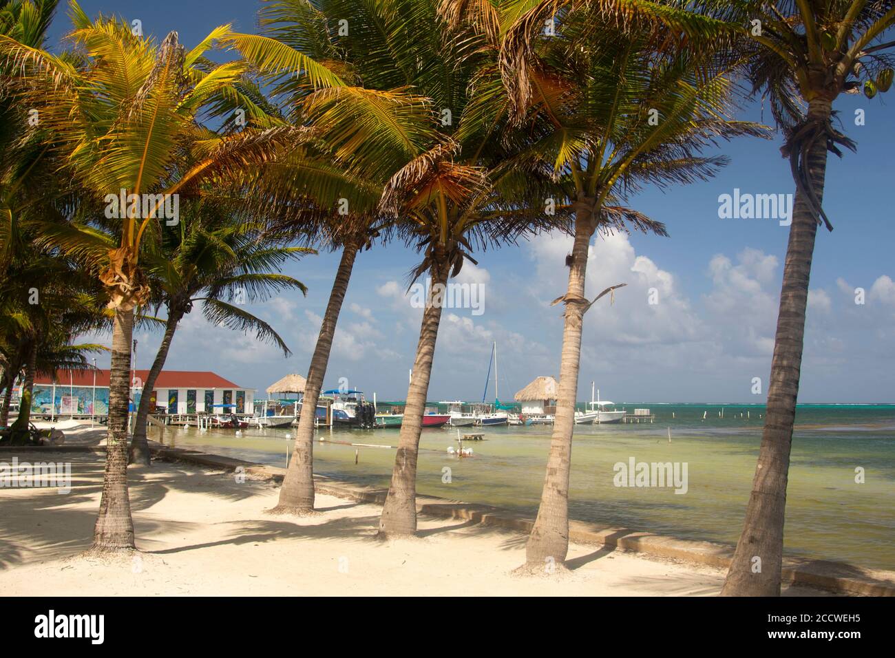 Cocotiers à la plage de San Pedro, San Pedro, Ambergris Caye, Belize Banque D'Images