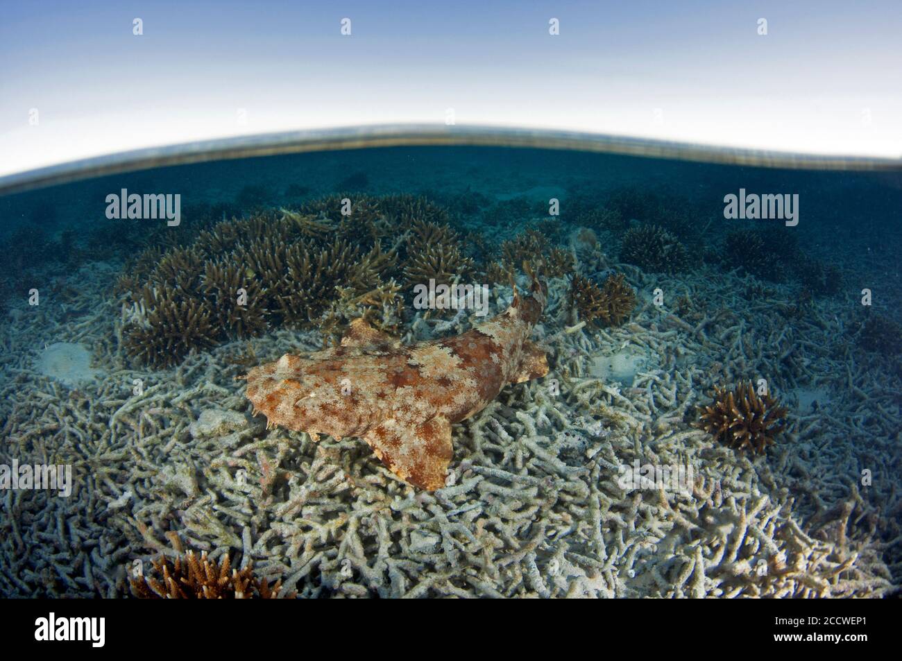Le wobbegong tasselé, Eucrossorhinus dasypogon, repose sur des décombres de corail, île Heron, Grande barrière de corail, Australie Banque D'Images