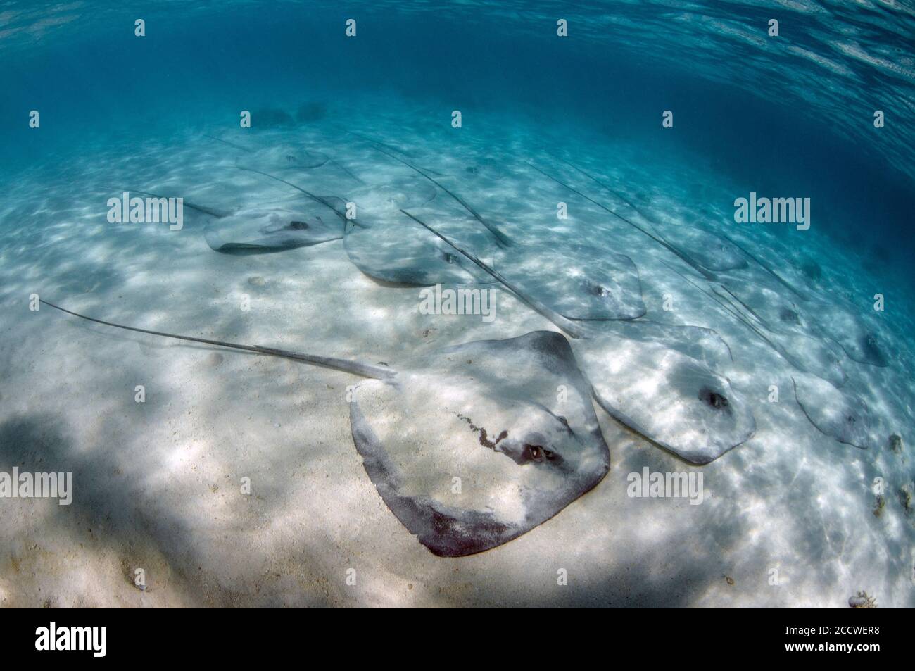 Rayons de baleine roses, Himantura fai, sur la zone sablonneuse, île Heron, Grande barrière de corail, Australie Banque D'Images