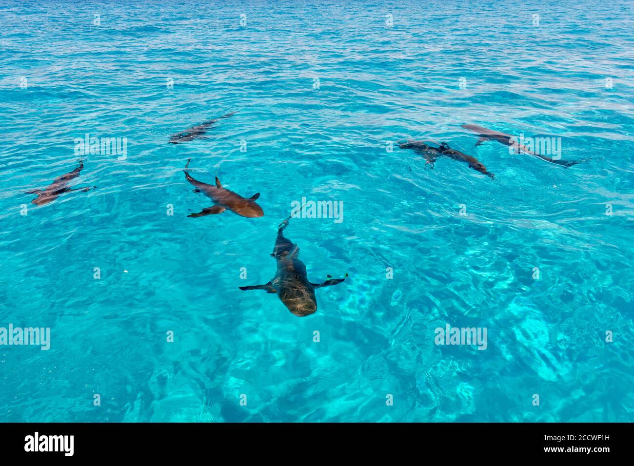 Requins citronniers, Negapron brevirostris, Tiger Beach, Bahamas Banque D'Images