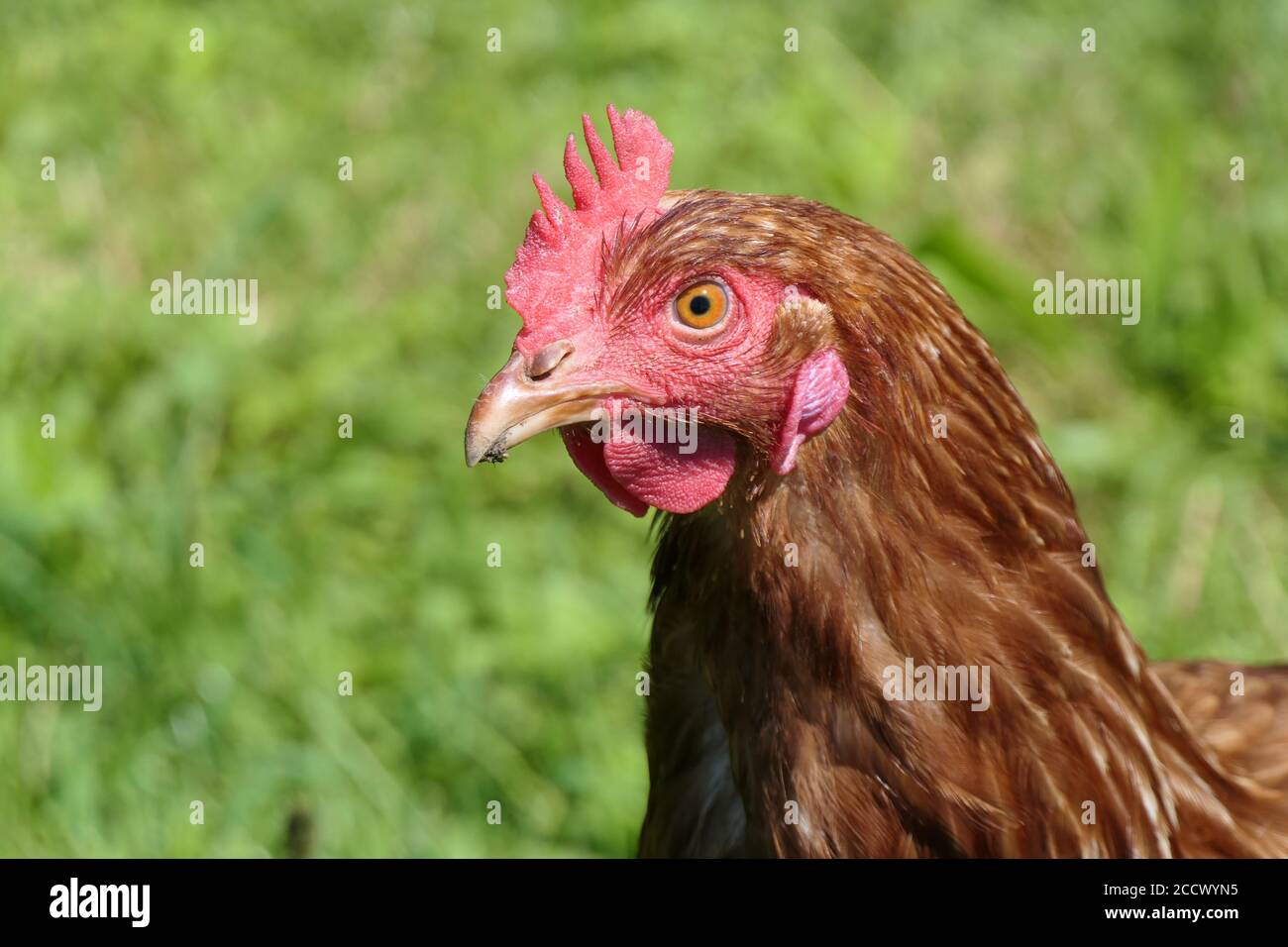 Tête et peigne d'un poulet Happy Free-range Banque D'Images