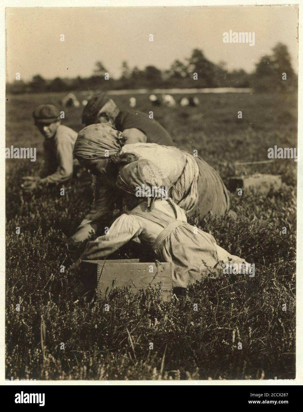 Jennie Capparomie, 708 S. Walnut Street, Philadelphie, 5 ans. Whites Bog, Browns Mills, N.J. 28 septembre 1910. Témoin E.F. Marron. Banque D'Images