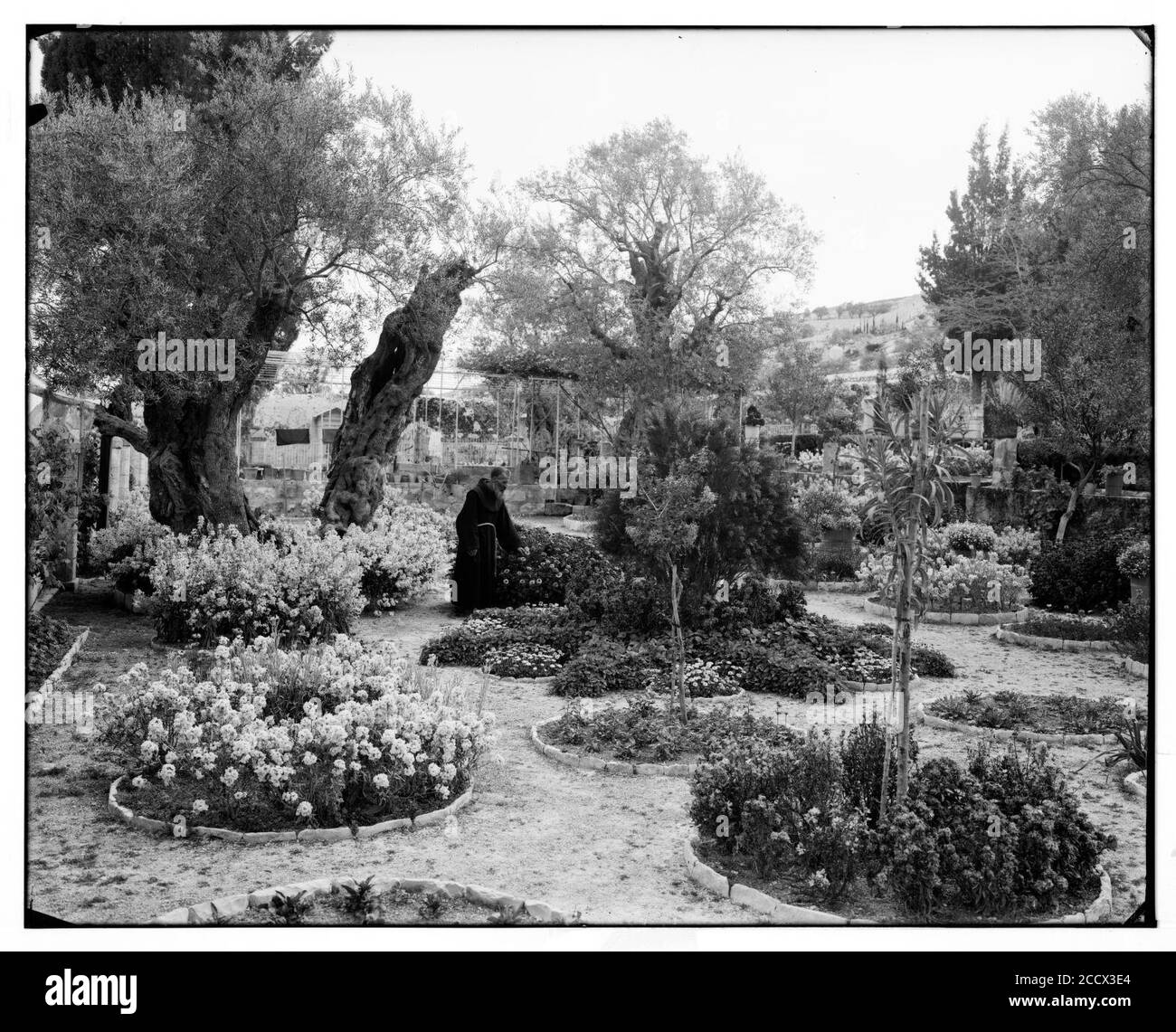 Jérusalem (El-Kouds). Jardin de Gethsémani, de l'intérieur Banque D'Images