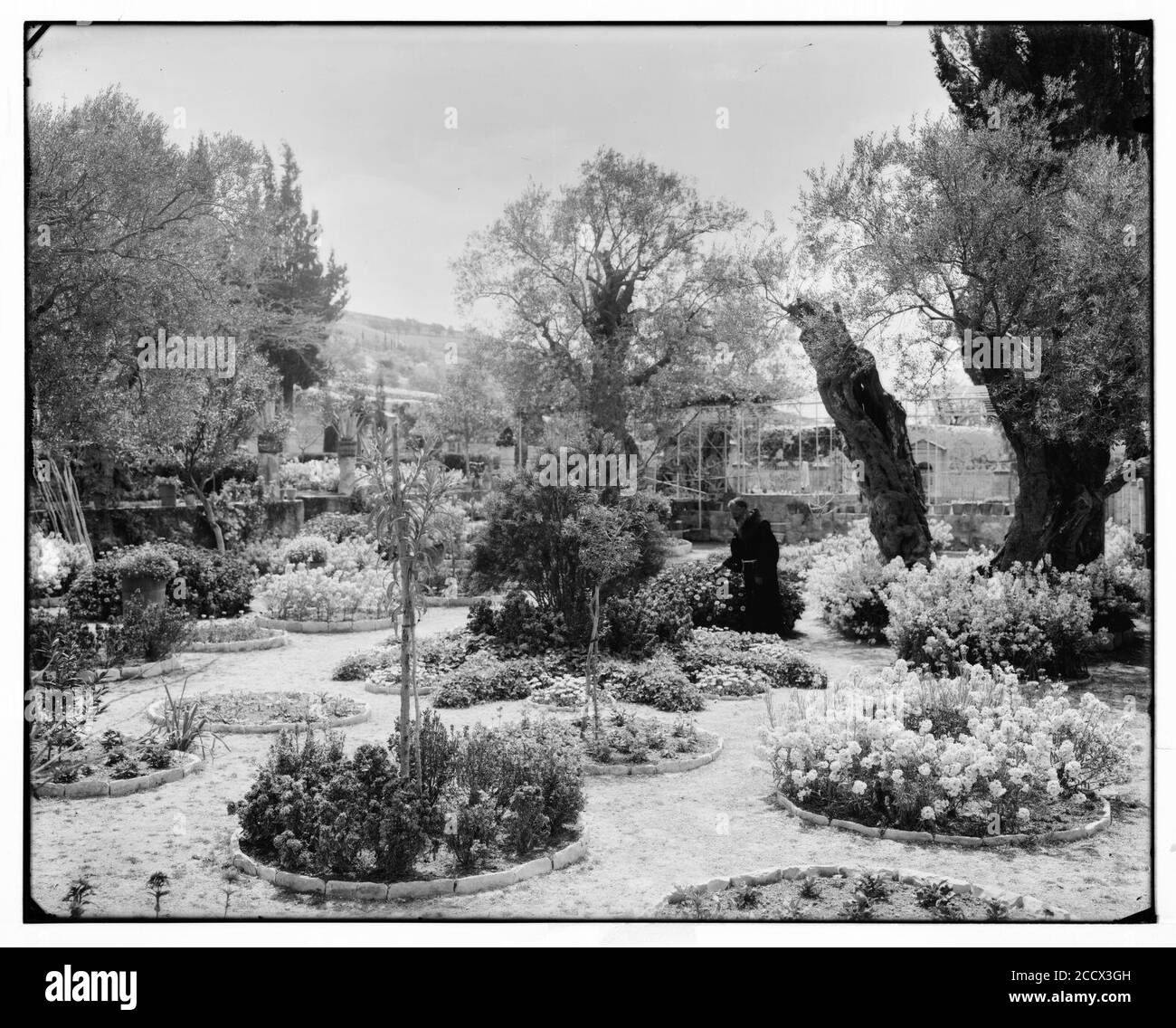 Jérusalem (El-Kouds). Vieil olivier au jardin de Gethsémani Banque D'Images