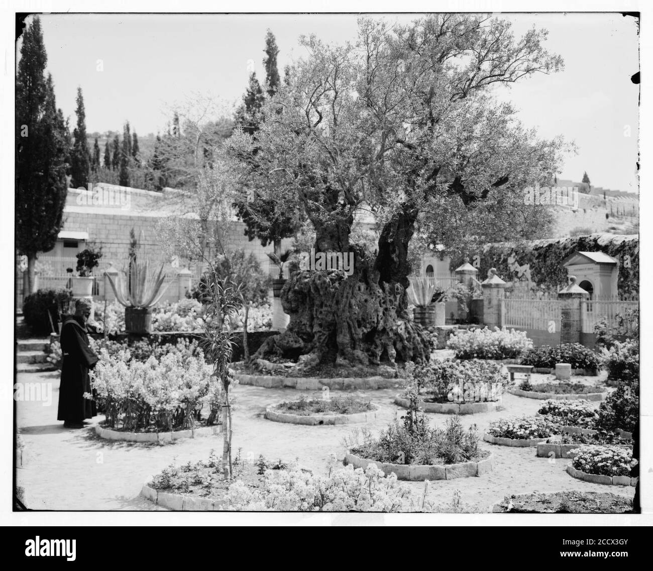 Jérusalem (El-Kouds). Vieil olivier au jardin de Gethsémani Banque D'Images
