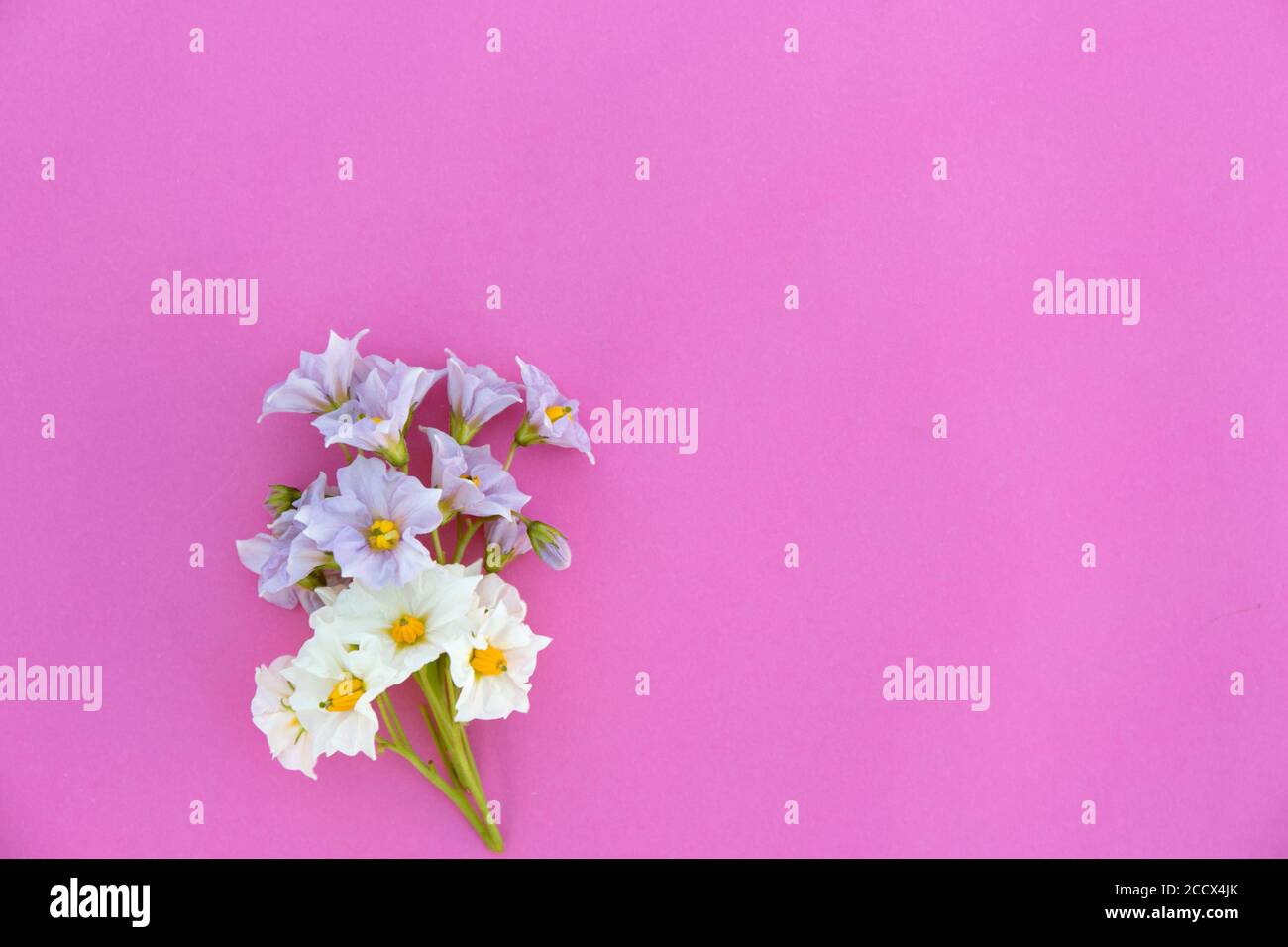 Petites fleurs violettes et blanches sur fond de papier rose clair. Maquette minimaliste en fleurs. Banque D'Images