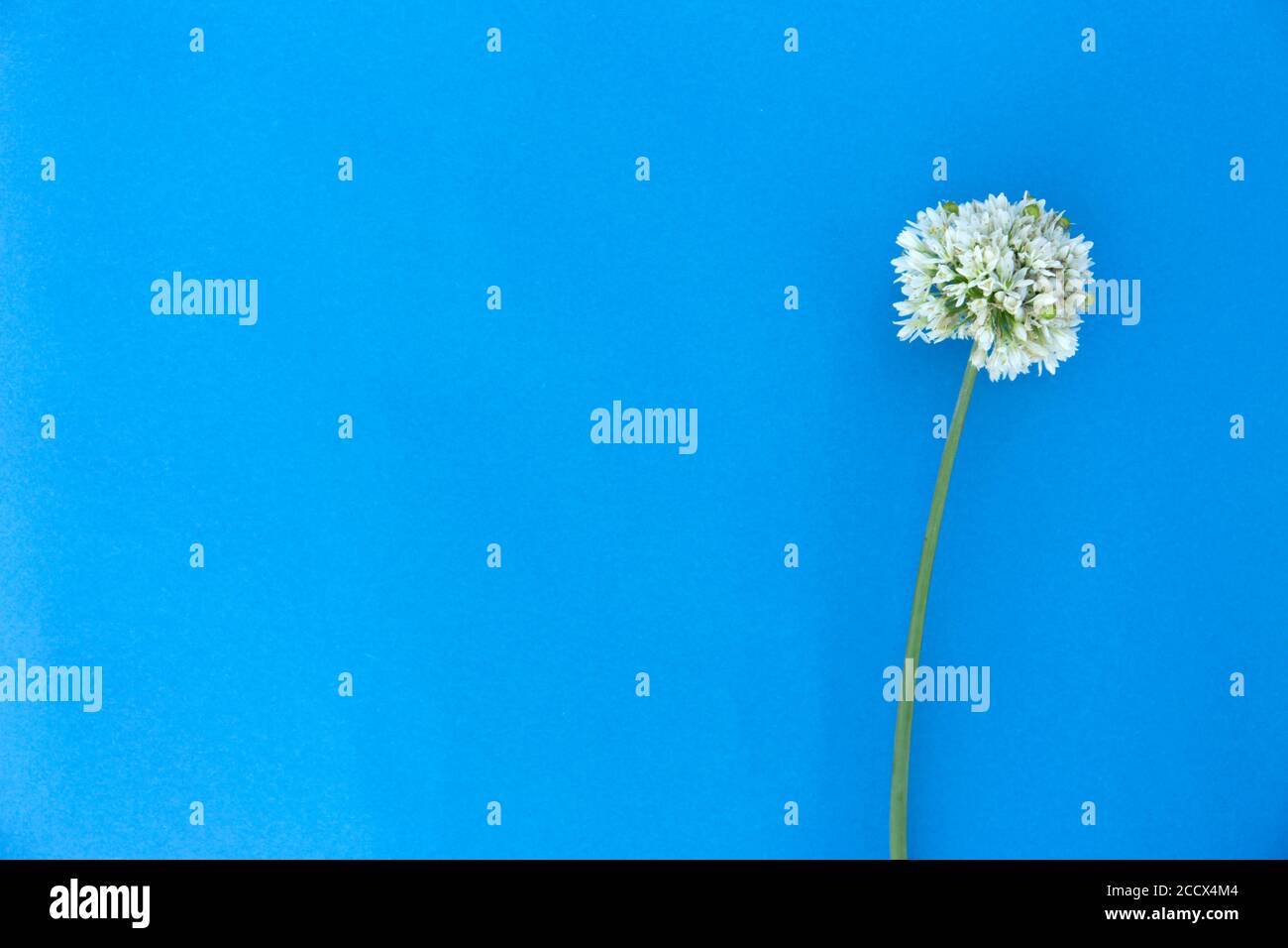 Fleur d'oignon blanc rond sur fond bleu. Maquette minimaliste en fleurs. Banque D'Images