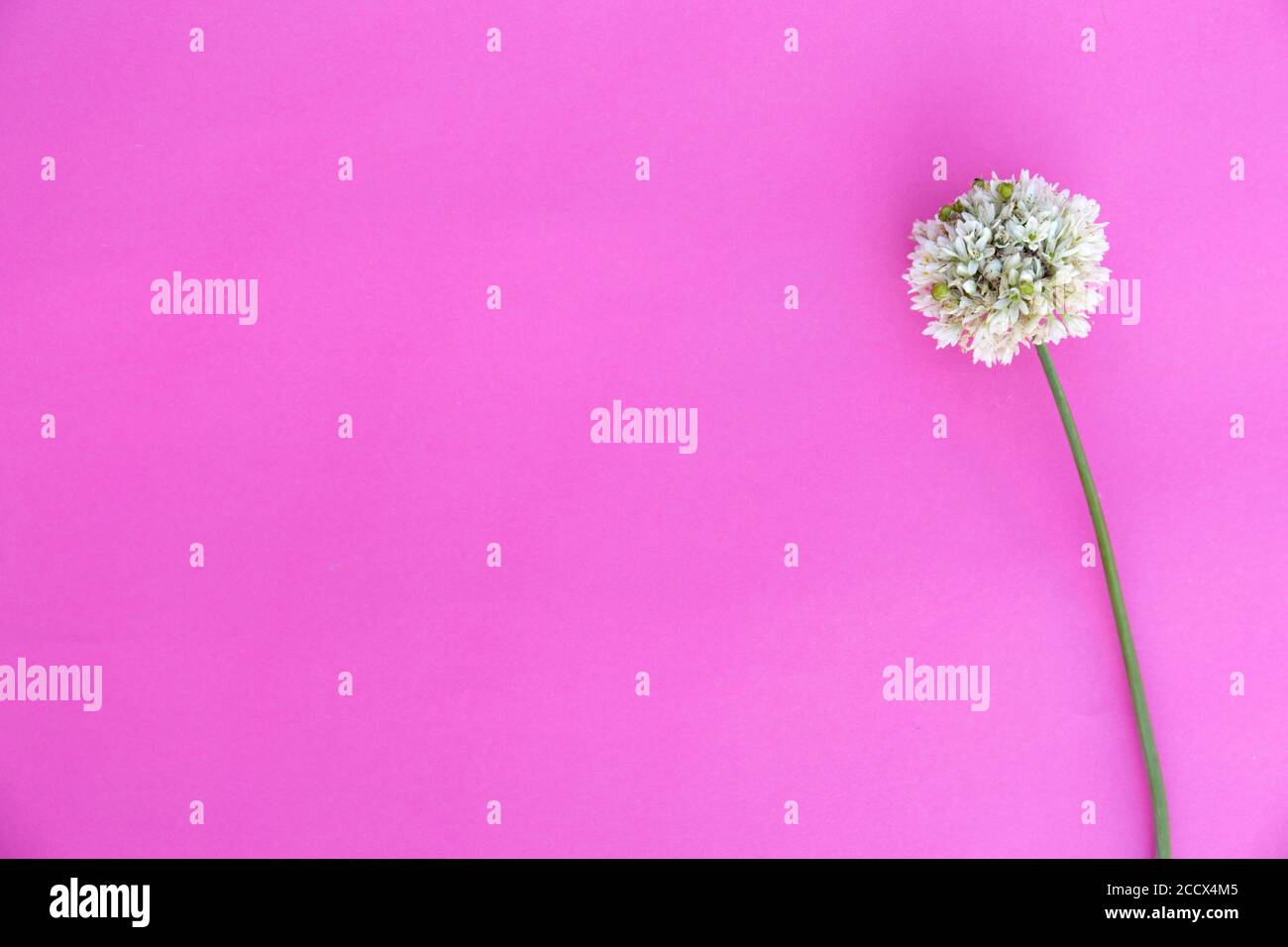Fleur d'oignon blanc rond sur fond rose. Maquette minimaliste en fleurs. Banque D'Images