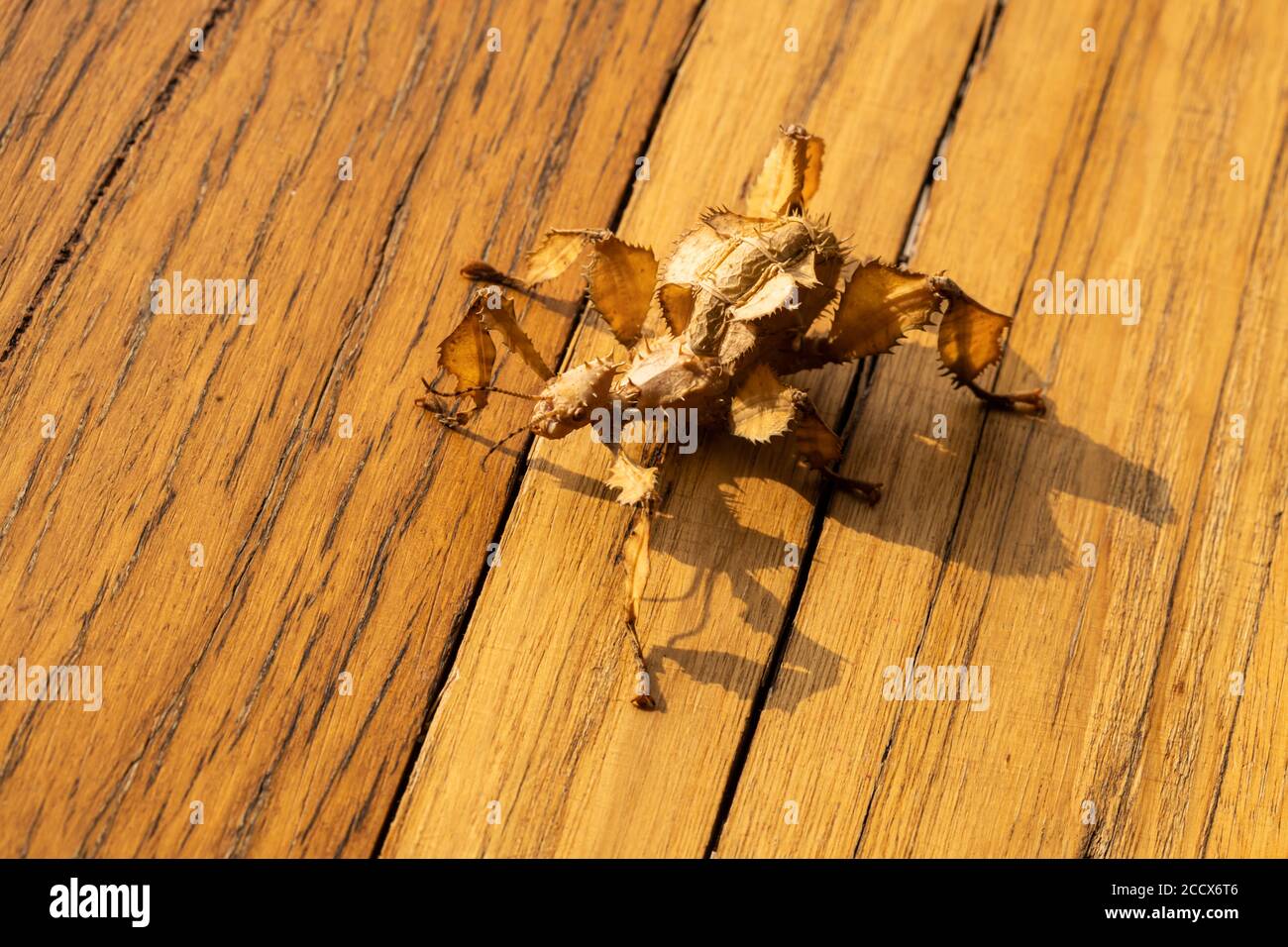 macro, faible profondeur de champ. Une jeune femelle australienne de feuilles épineuses, Extatosoma tiaratum Banque D'Images