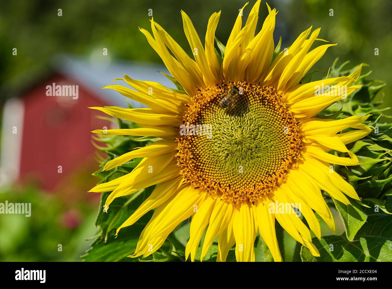 Abeille assise sur un tournesol. Tournesol en gros plan le jour ensoleillé de l'été à la ferme. Banque D'Images