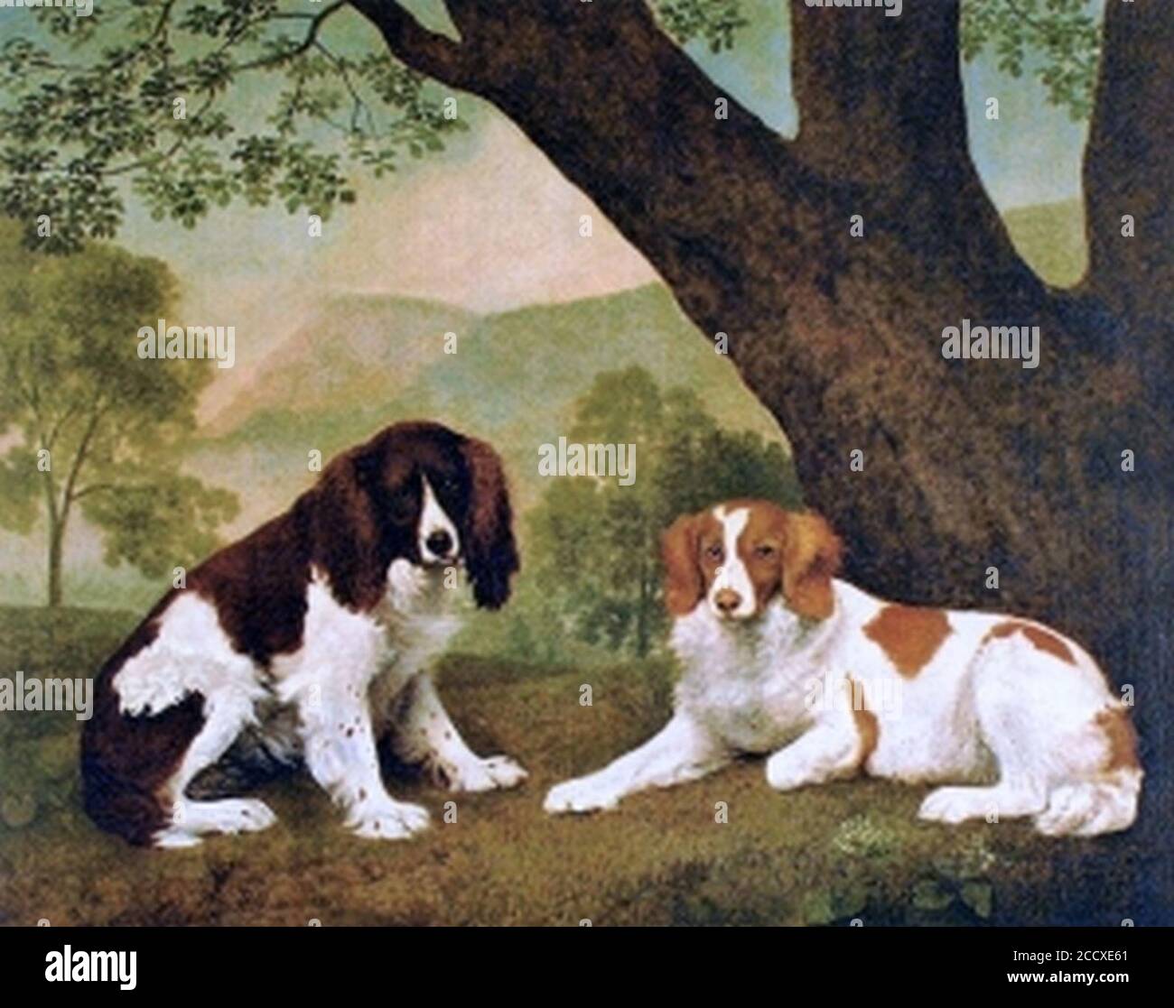 Jock et tirer deux Espagnols appartenant à Earl Fitzwilliam. Banque D'Images