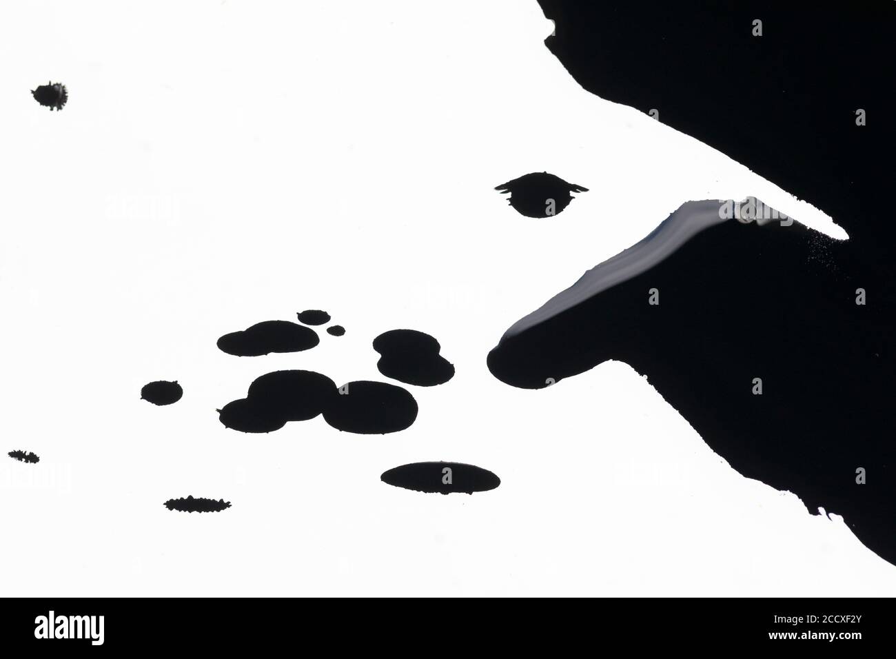 éclaboussures d'encre noire sur fond blanc Banque D'Images