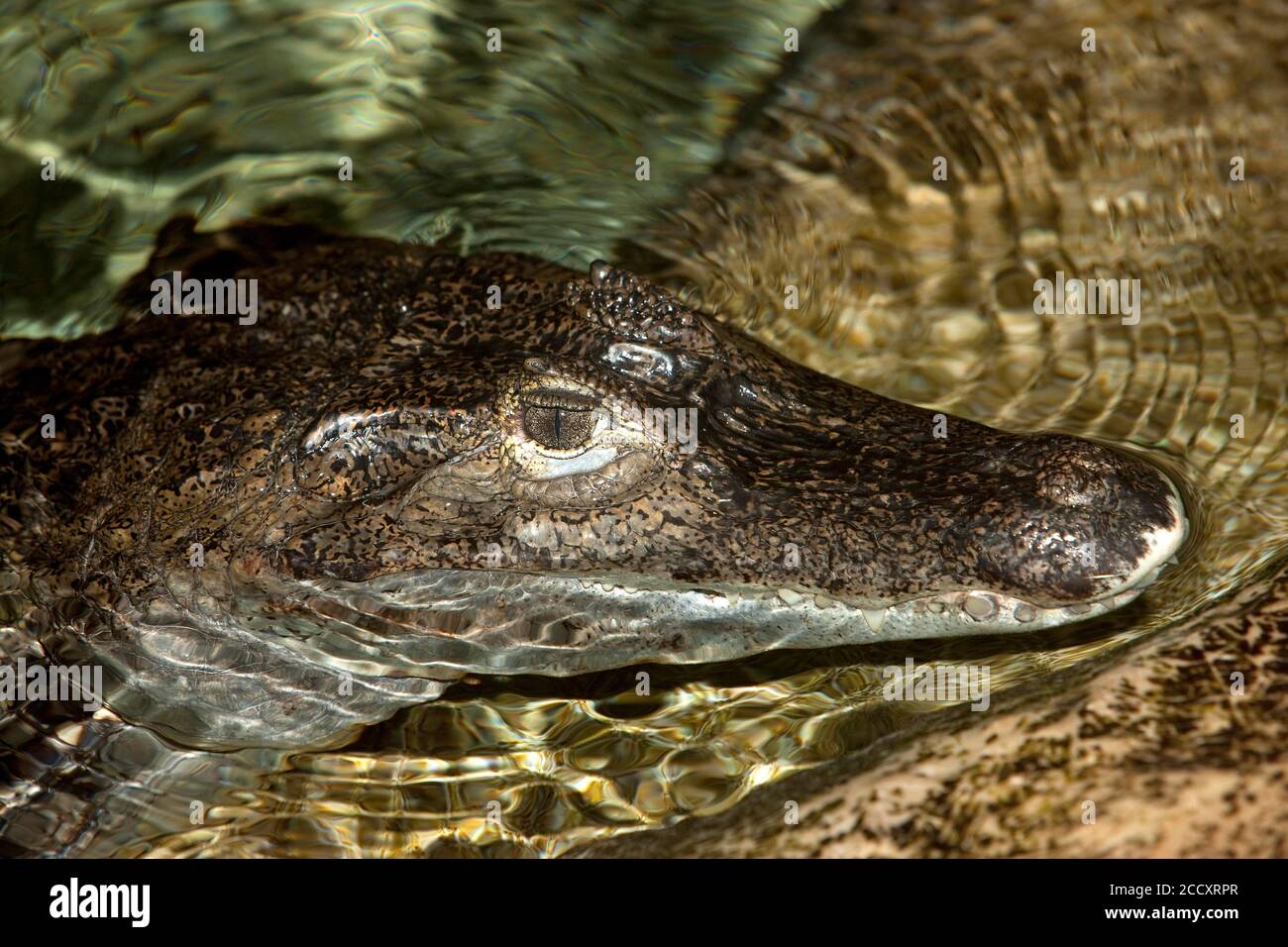 Ours à lunettes CAIMAN Caiman crocodilus, chef de l'eau sortant d'adultes Banque D'Images