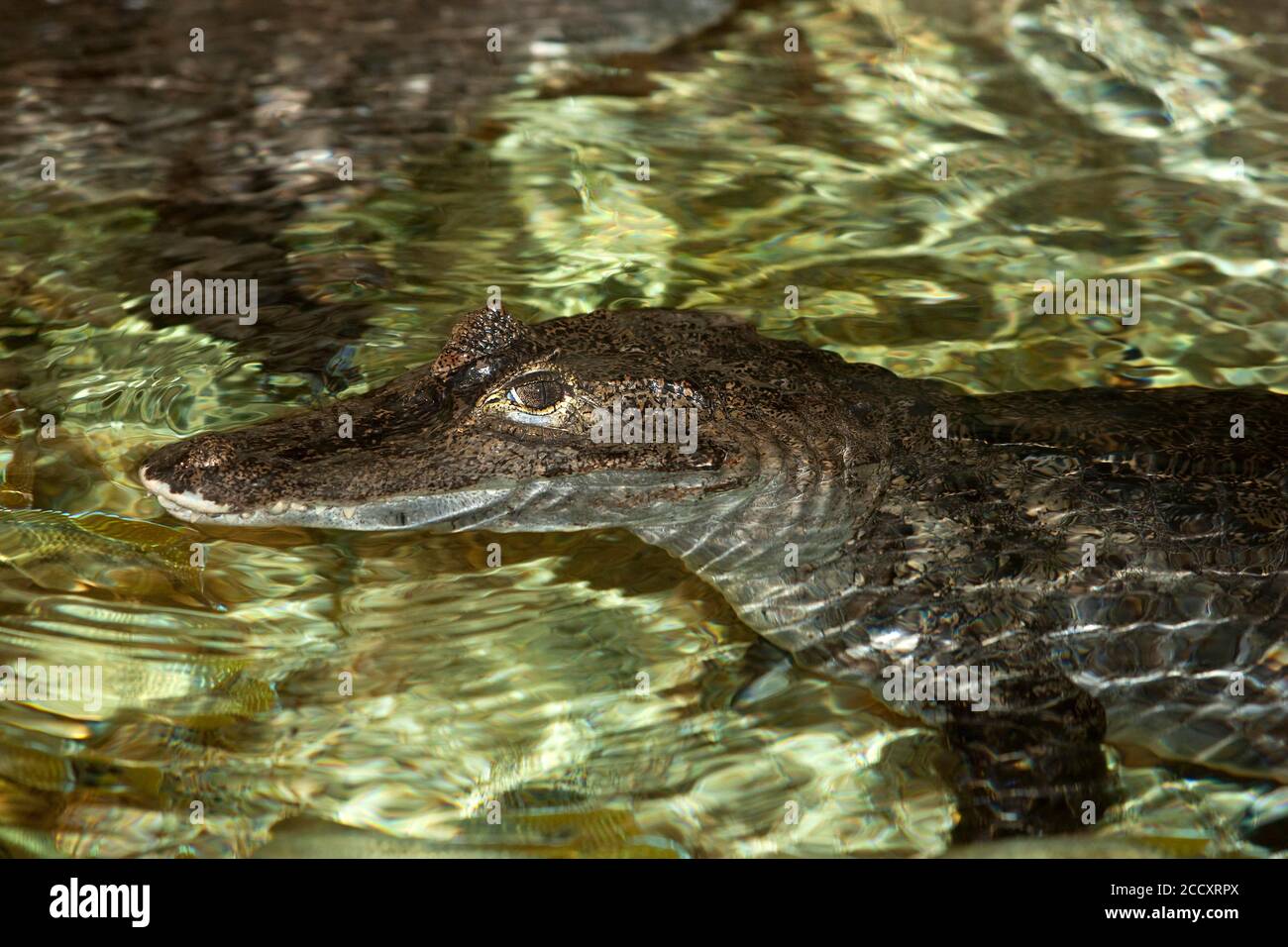 Ours à lunettes CAIMAN Caiman crocodilus, chef de l'eau sortant d'adultes Banque D'Images