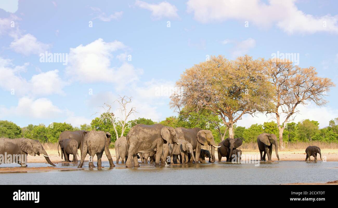 Grand troupeau d'éléphants d'Afrique marchant dans une ligne à côté d'un trou d'eau avec un arbre naturel et un fond de brousse dans le parc national de Hwange, Zimbabwe Banque D'Images