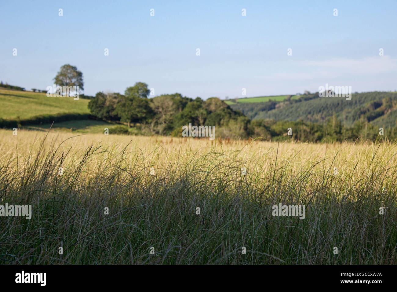 Herbe de champ soufflant dans le vent Banque D'Images