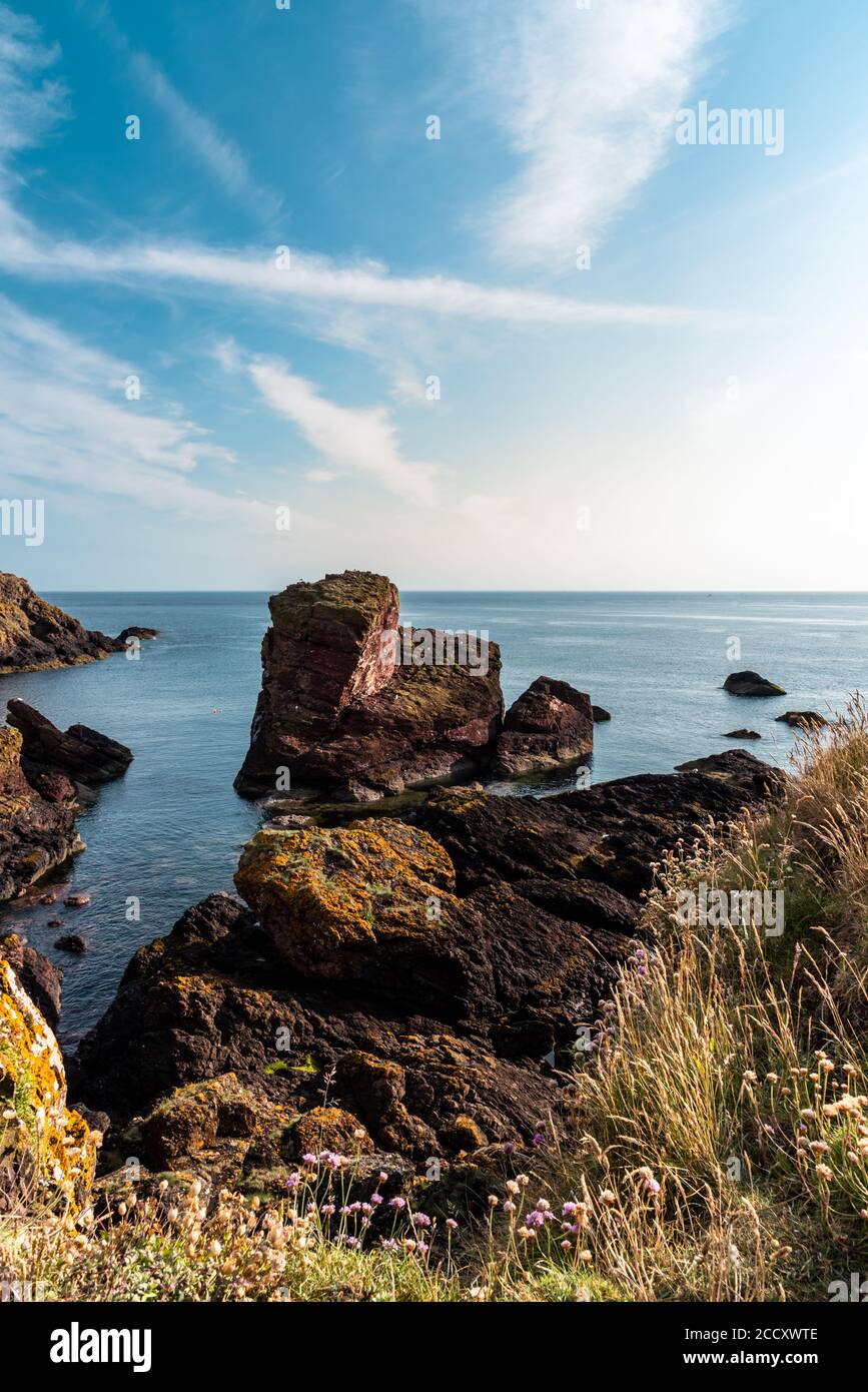 Sentier côtier de St Abbs, Écosse Banque D'Images
