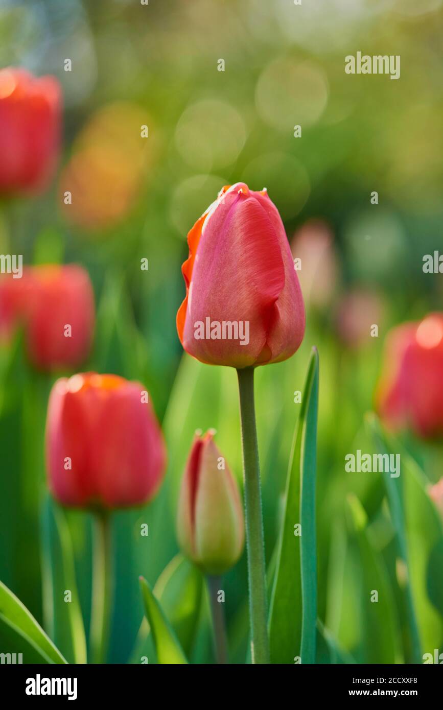 Fleurs de tulipe ou de jardin de tulipe de Didier (Tulipa gesneriana), Bavière, Allemagne Banque D'Images