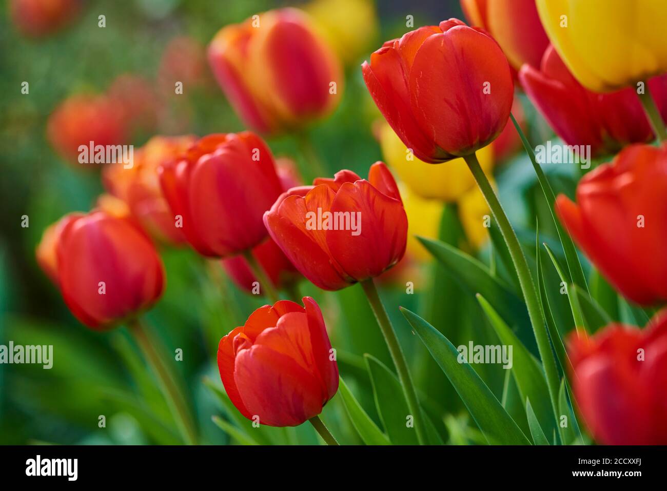Fleurs de tulipe ou de jardin de tulipe de Didier (Tulipa gesneriana), Bavière, Allemagne Banque D'Images