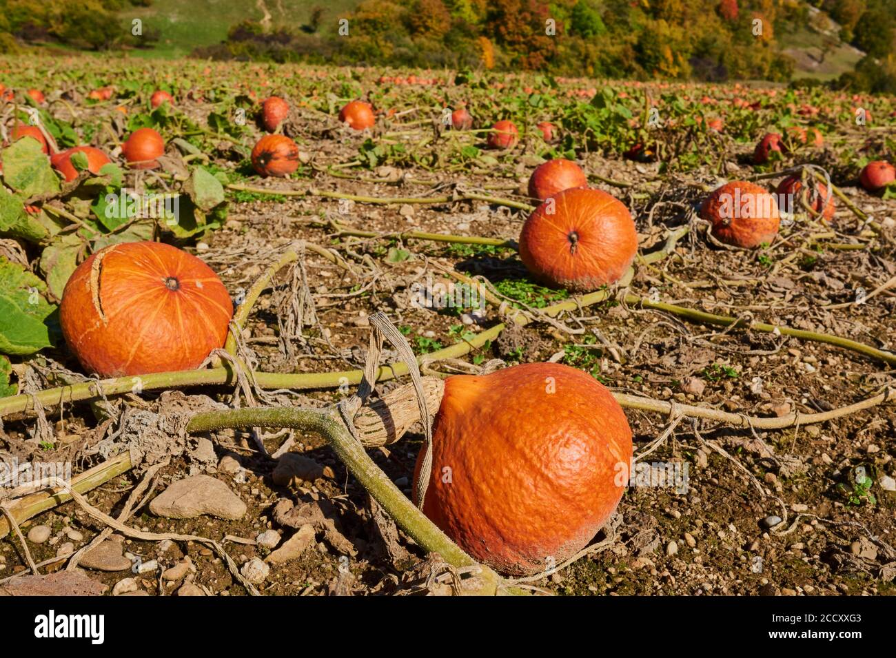 Des cendres de kuri rouges mûres se trouvant dans un champ, Haut-Palatinat, Bavière, Allemagne Banque D'Images