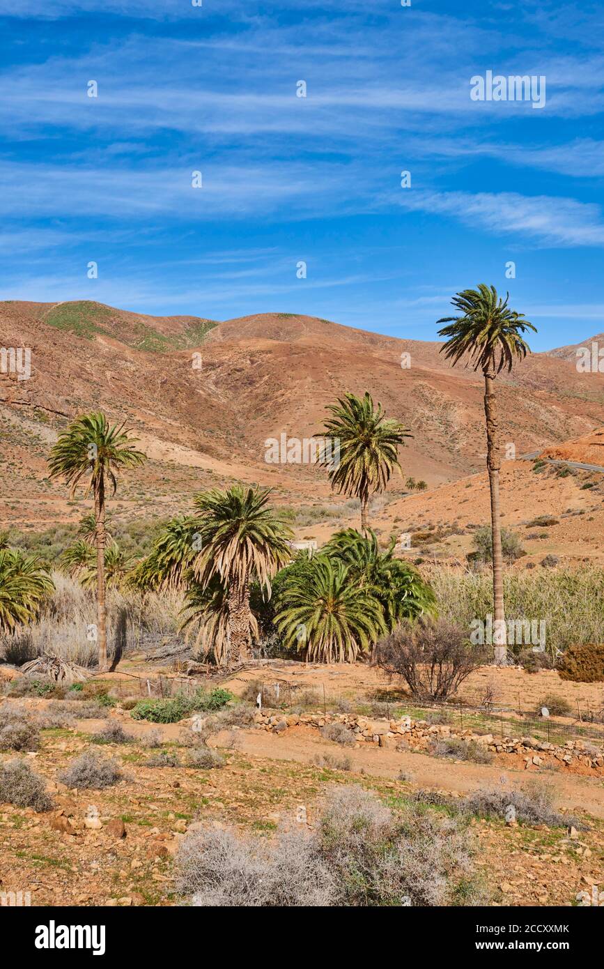 Palmier date canariensis (Phoenix canariensis) dans un paysage de montagne stérile, Barranco de las Penitas, Parque Rural de Betancuria, Fuerteventura, canari Banque D'Images