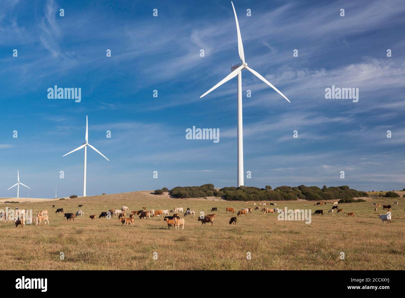 Troupeau de bovins devant les éoliennes, province de Cadix, Espagne Banque D'Images