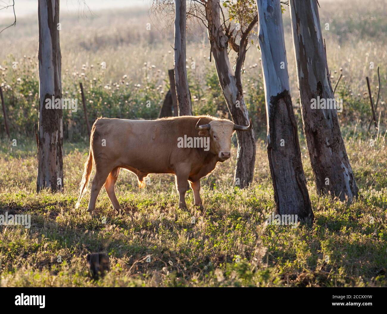 Jeune taureau en pâturage, province de Cadix, Espagne Banque D'Images