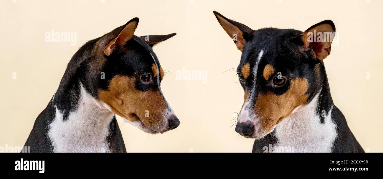 Basenji ou terrier du Congo (Canis lupus familiaris), femme, 2 ans, tricolore, portrait d'animal, abaissement de la tête, prise de vue en studio, arrière-plan clair Banque D'Images