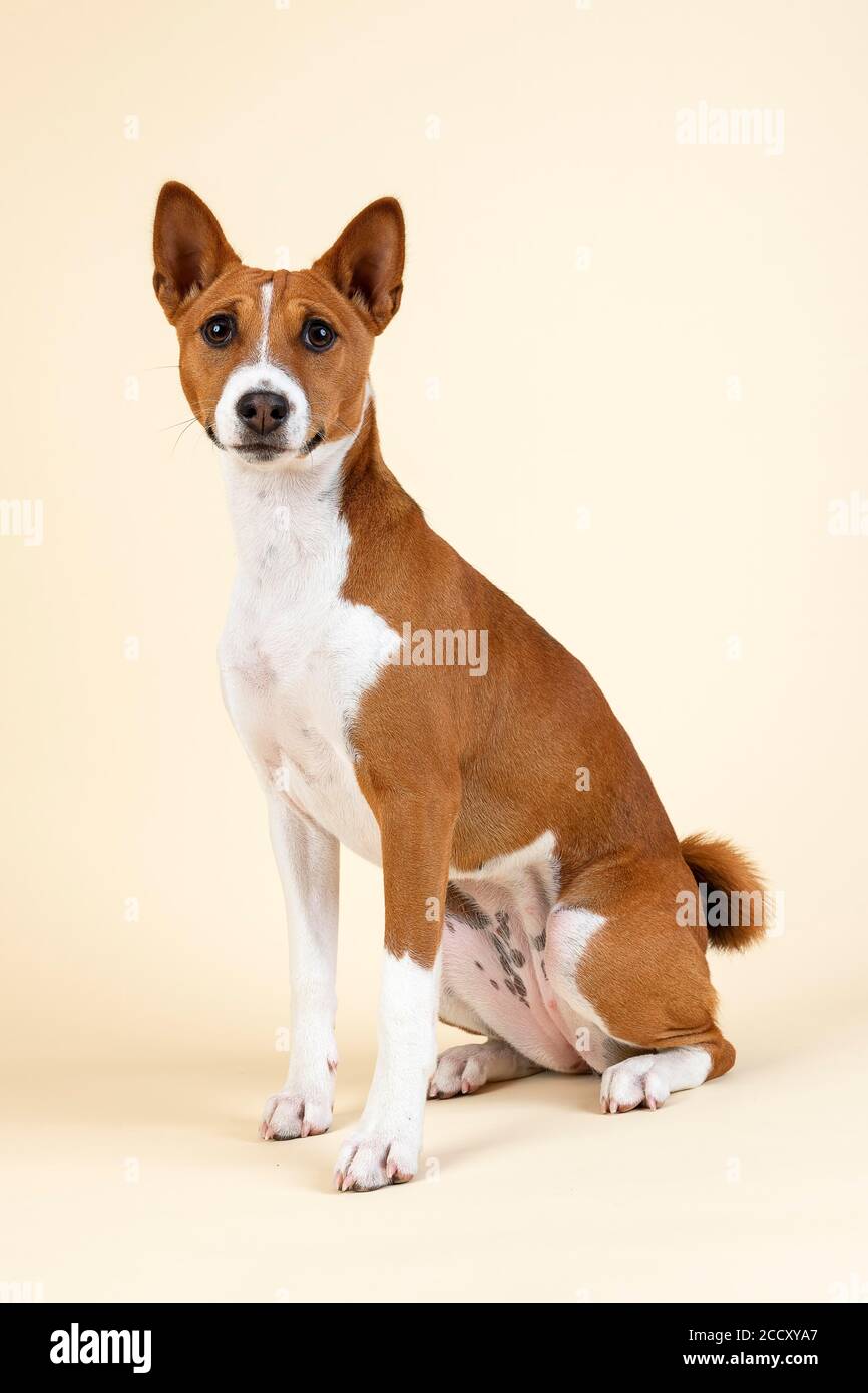 Basenji ou Congo Terrier (Canis lupus familiaris), jeune animal, assis, 6 mois, rouge-blanc, enregistrement studio, Autriche Banque D'Images