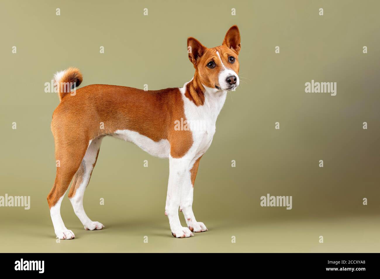 Basenji ou Congo Terrier (Canis lupus familiaris), debout, jeune animal, 6 mois, rouge-blanc, enregistrement studio, Autriche Banque D'Images