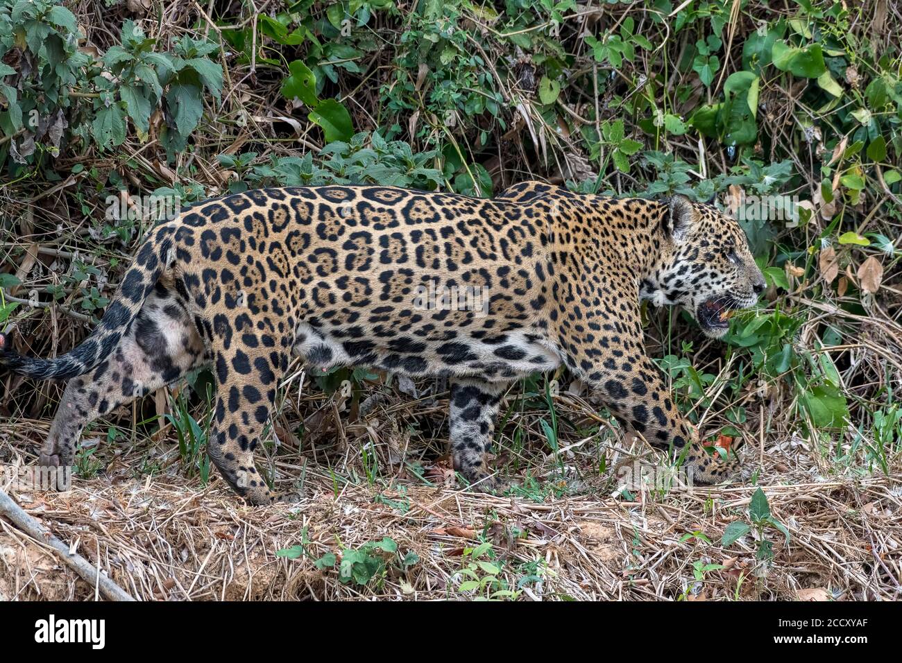 Jaguar (Panthera ONCA), coups sur le bord de la végétation côtière, Matto Grosso do Sul, Pantanal, Brésil Banque D'Images