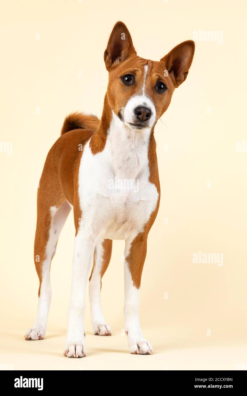 Basenji ou Congo Terrier (Canis lupus familiaris), jeune animal, debout, 6 mois, rouge-blanc, enregistrement studio, Autriche Banque D'Images