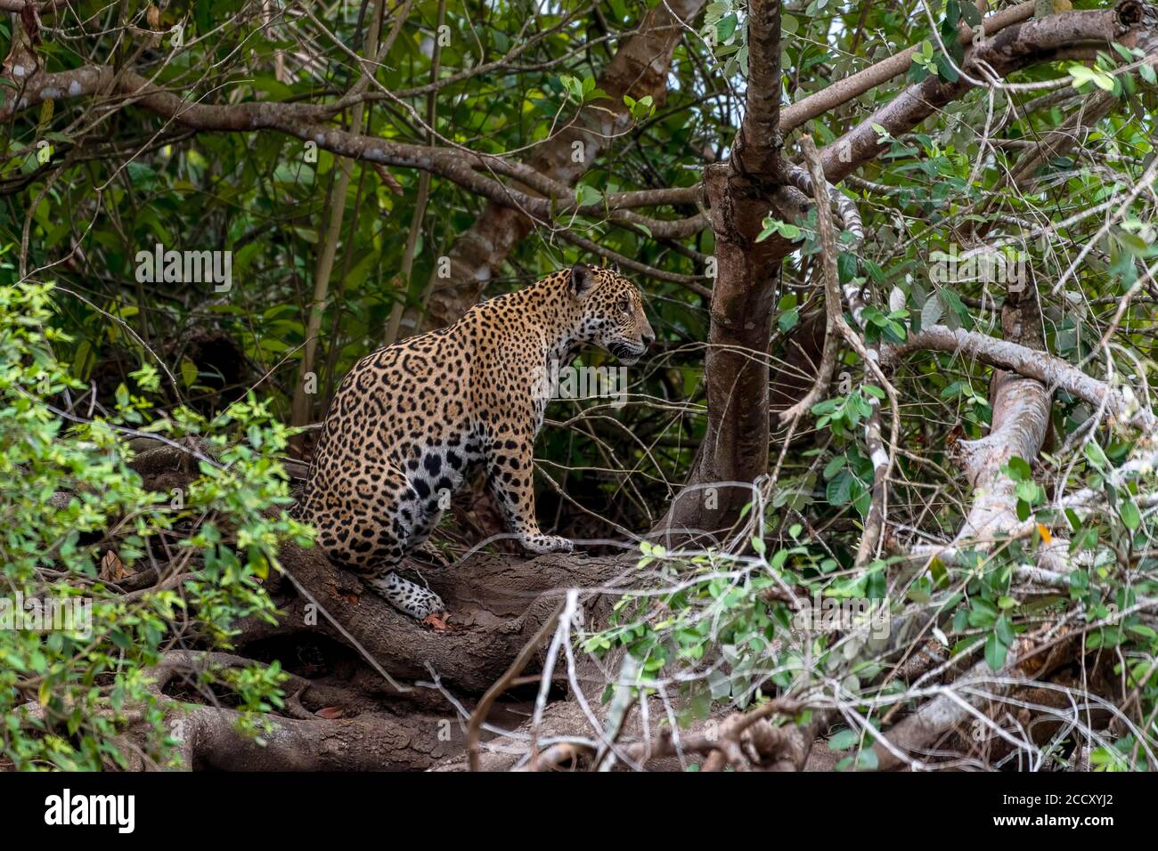 Jaguar (Panthera ONCA), femme, assise à la racine de l'arbre, Matto Grosso do Sul, Pantanal, Brésil Banque D'Images