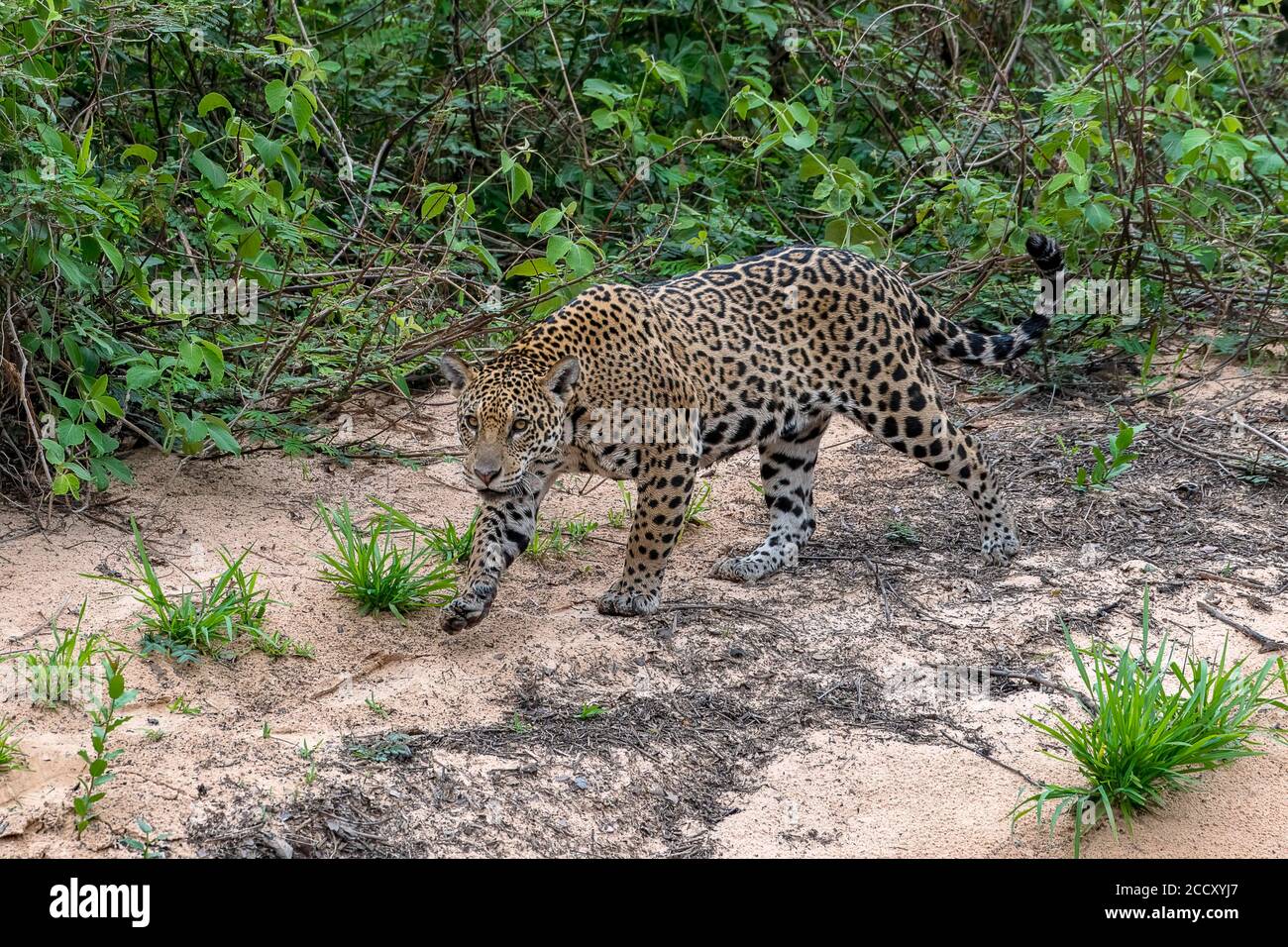 Jaguar (Panthera ONCA), femme, glisse sur des semelles silencieuses, Matto Grosso do Sul, Pantanal, Brésil Banque D'Images