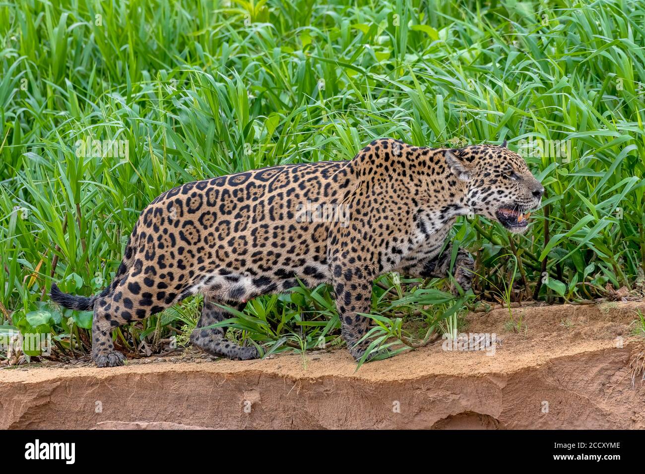 Jaguar (Panthera ONCA), femme, migrant le long de la rive du fleuve, Matto Grosso do Sul, Pantanal, Brésil Banque D'Images