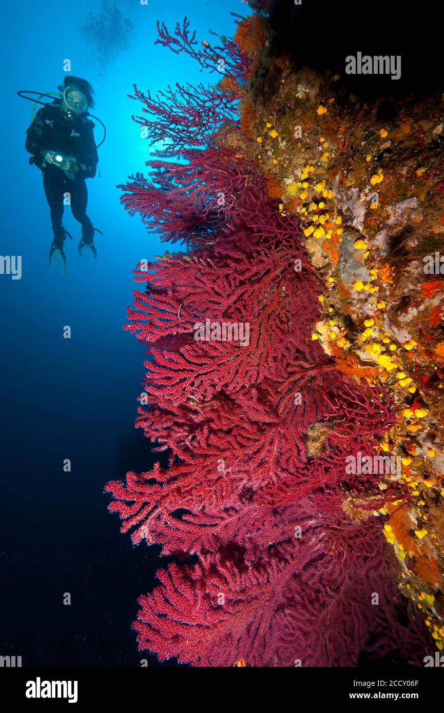 Plongeurs au récif dans la mer Méditerranée, Gorgone rouge (Paramuricea clavata), Mer Méditerranée, Sardaigne, Italie Banque D'Images