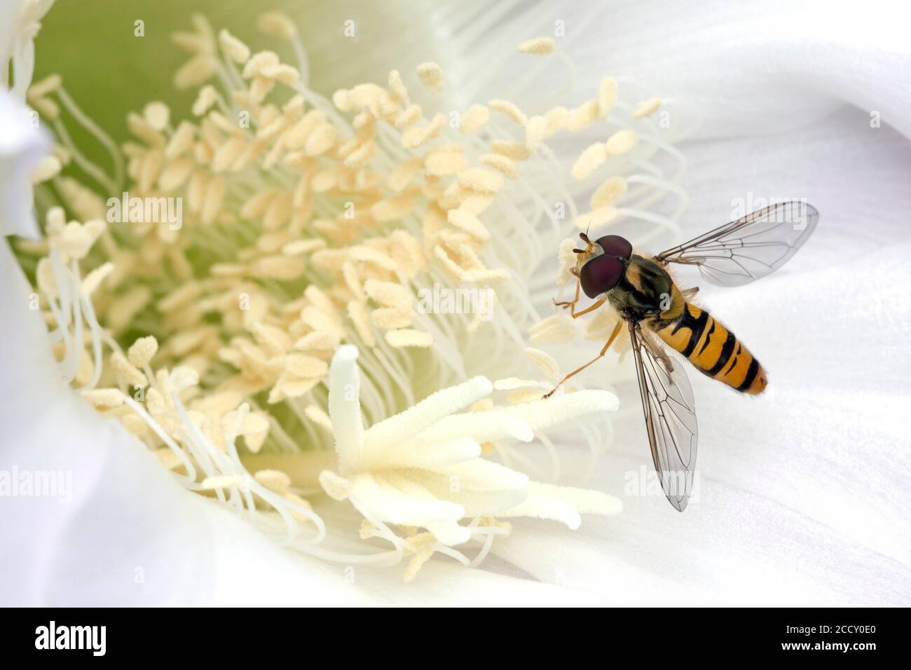 La mouche de l'Hoverfly (Syrphidae) assise sur la fleur de cactus (Echinopsis sp.), Bade-Wurtemberg, Allemagne Banque D'Images