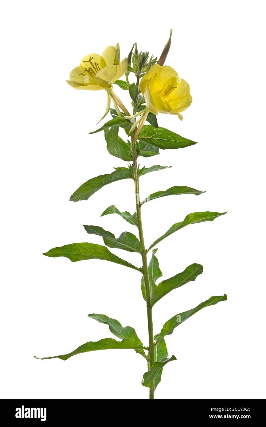 Primrose nocturne commune (Oenothera biennis) sur fond blanc, Allemagne Banque D'Images